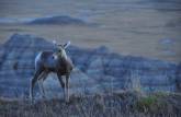 Pequeno veado no Badlands National Park, em South Dakota, nos Estados Unidos